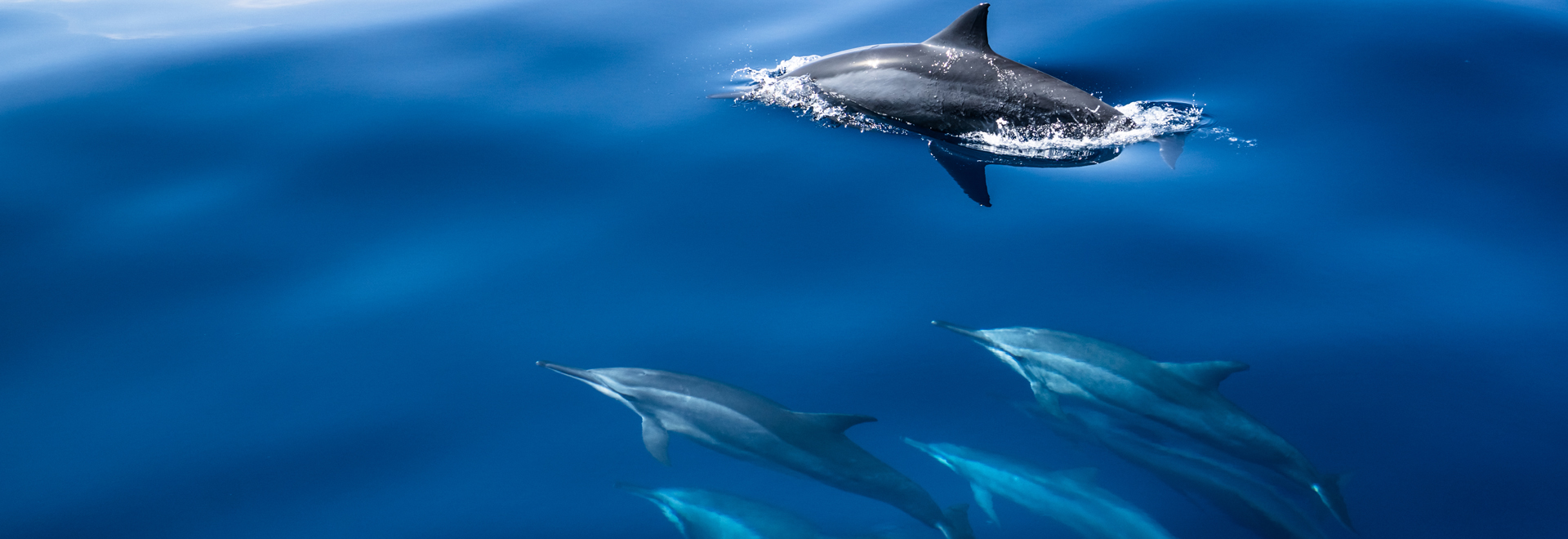 Picture of DOLPHIN ADVENTURE